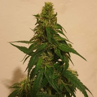 Gelato feminised Ganja Seeds