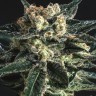 Купить семена AK Skunk feminised Ganja Seeds Купить семена AK Skunk feminised Ganja Seeds