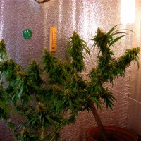 Critical Jack feminised Ganja Seeds