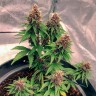 Семена  Auto Black Opium feminised Ganja Seeds Семена  Auto Black Opium feminised Ganja Seeds