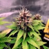 Семена  Auto Black Opium feminised Ganja Seeds Семена  Auto Black Opium feminised Ganja Seeds