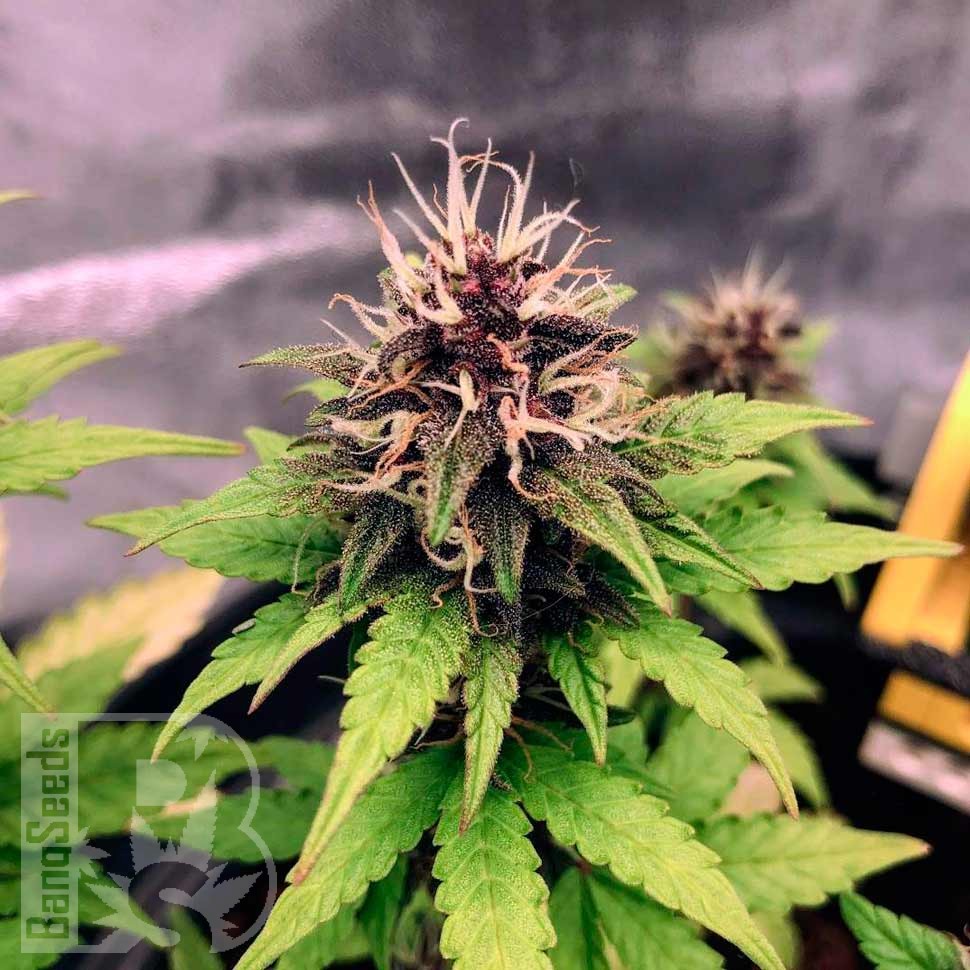 Семена  Auto Black Opium feminised Ganja Seeds Семена  Auto Black Opium feminised Ganja Seeds
