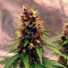 Семена  Auto Black Opium feminised Ganja Seeds Семена  Auto Black Opium feminised Ganja Seeds