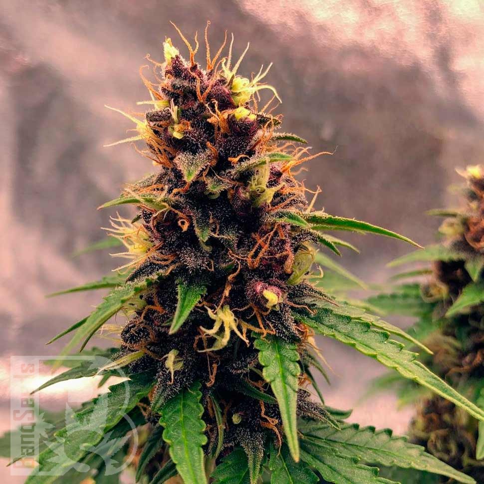 Семена  Auto Black Opium feminised Ganja Seeds Семена  Auto Black Opium feminised Ganja Seeds