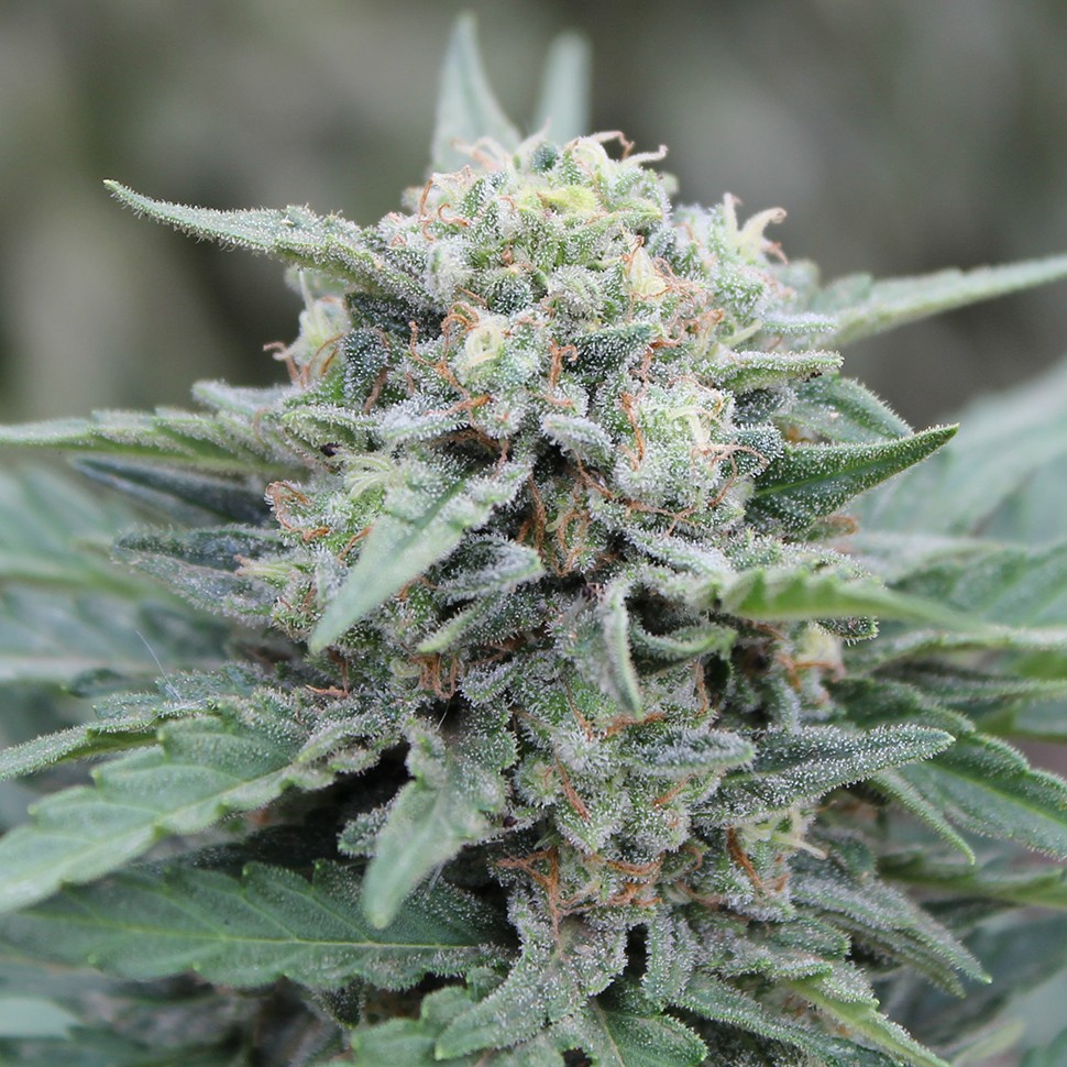 Семена марихуаны  Auto Lemon Skunk feminised Ganja Seeds