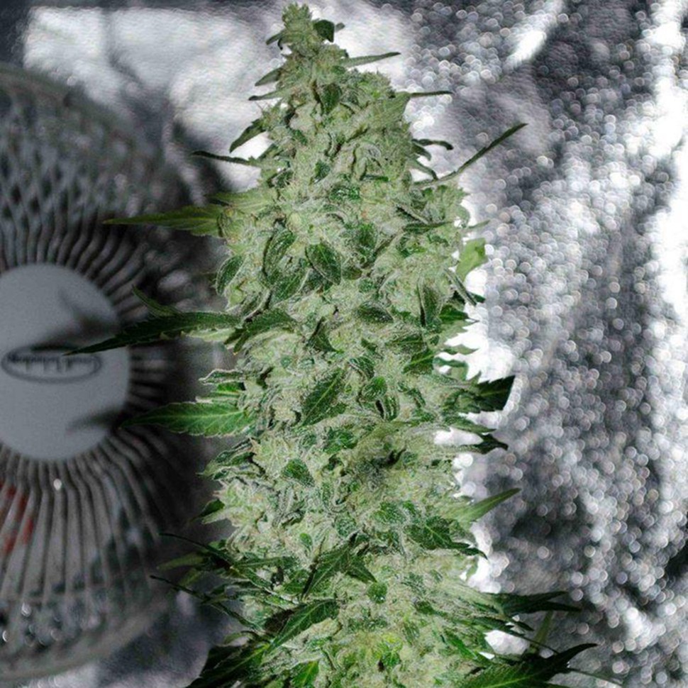 Семена ганжа  Nibiru-47 regular Ganja Seeds