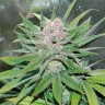 купить семена конопли Havok feminised для выращивания купить семена конопли Havok feminised для выращивания