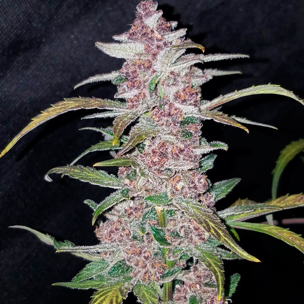 Семена каннабиса  Havok feminised GanjaVIP Seeds