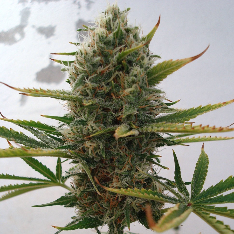 семена конопли для посадки купить Super Skunk feminised семена конопли для посадки купить Super Skunk feminised