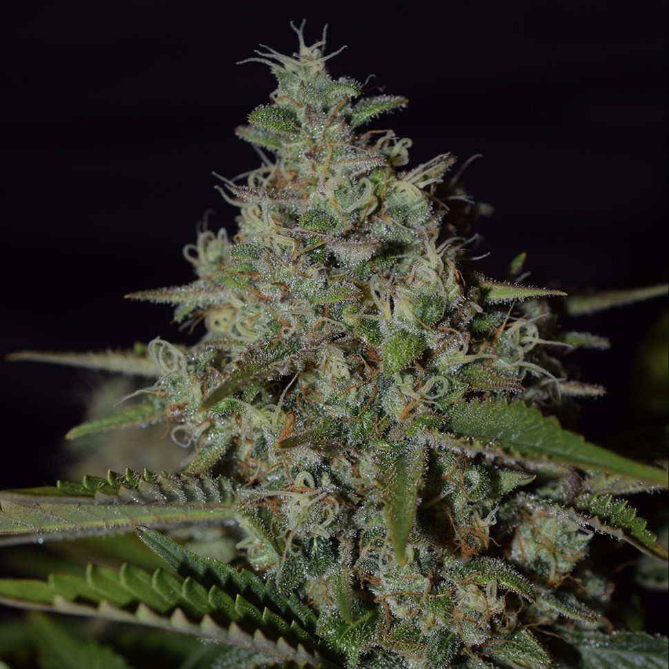 Семена каннабиса  Super Skunk feminised Neuro Seeds