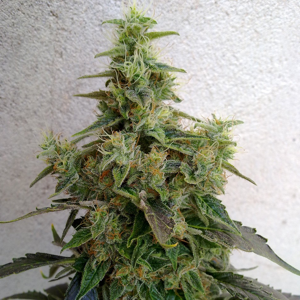 Семена конопли  Astana City feminised Bang Seeds