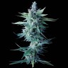 Семена конопли  Astana City feminised Bang Seeds Семена конопли  Astana City feminised Bang Seeds