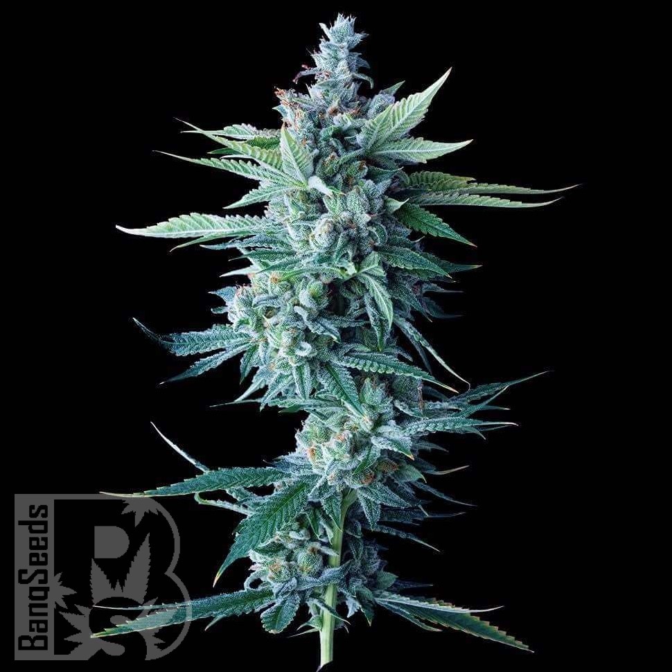 Семена конопли  Astana City feminised Bang Seeds Семена конопли  Astana City feminised Bang Seeds