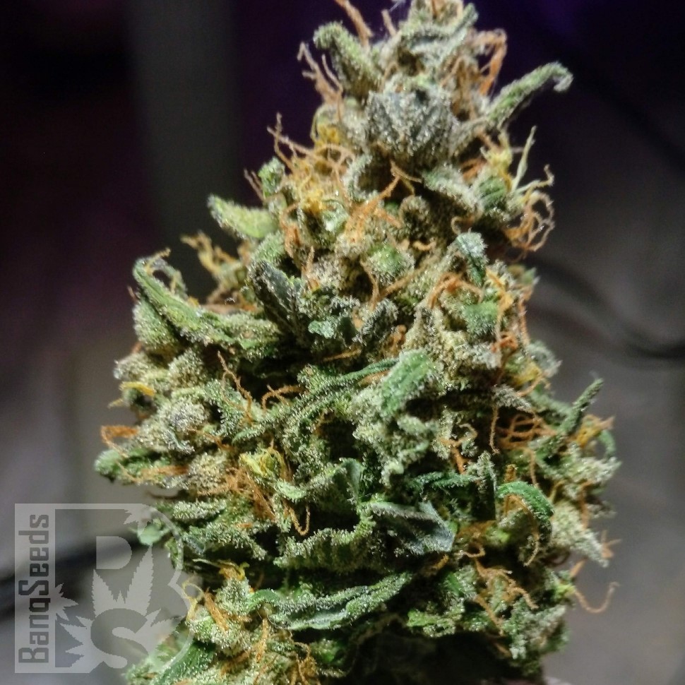 Семена конопли  Astana City feminised Bang Seeds Семена конопли  Astana City feminised Bang Seeds