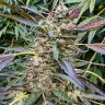 Семена конопли  Astana City feminised Bang Seeds Семена конопли  Astana City feminised Bang Seeds