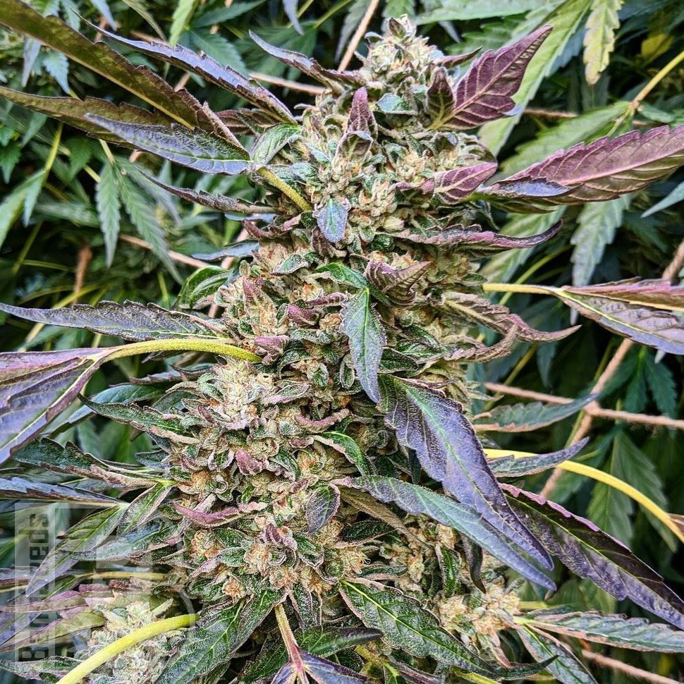 Семена конопли  Astana City feminised Bang Seeds Семена конопли  Astana City feminised Bang Seeds