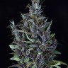 Семена конопли  Astana City feminised Bang Seeds Семена конопли  Astana City feminised Bang Seeds