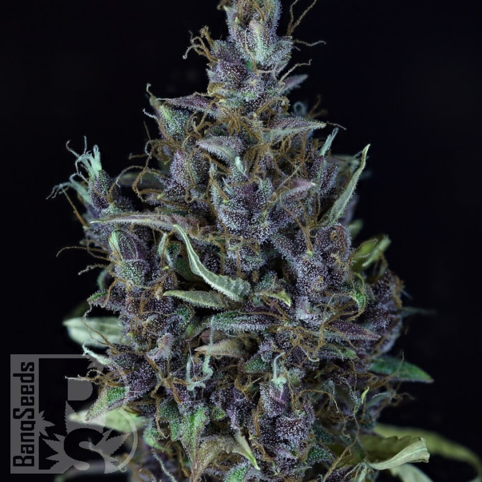 Семена конопли  Astana City feminised Bang Seeds Семена конопли  Astana City feminised Bang Seeds