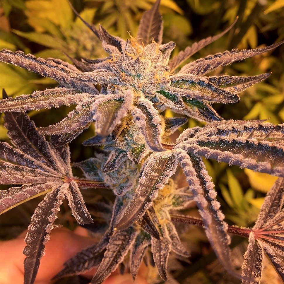 Семена ганжа  Girl Scout Cookies feminised Ganja Seeds Семена ганжа  Girl Scout Cookies feminised Ganja Seeds