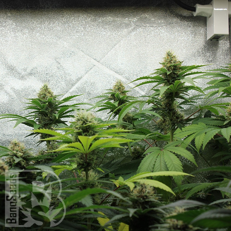Amazon Brazil feminised Ganja Seeds заказать Amazon Brazil feminised Ganja Seeds заказать