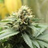 Amazon Brazil feminised Ganja Seeds качественные семена Amazon Brazil feminised Ganja Seeds качественные семена