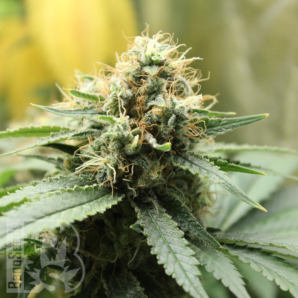 Amazon Brazil feminised Ganja Seeds качественные семена Amazon Brazil feminised Ganja Seeds качественные семена