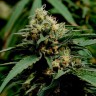 Critical Mass feminised Ganja Seeds Critical Mass feminised Ganja Seeds