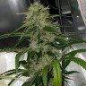 Семена ганжа  Auto Dos-Si-Dos feminised Ganja Seeds Семена ганжа  Auto Dos-Si-Dos feminised Ganja Seeds