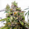 Семена ганжа  Auto Dos-Si-Dos feminised Ganja Seeds Семена ганжа  Auto Dos-Si-Dos feminised Ganja Seeds