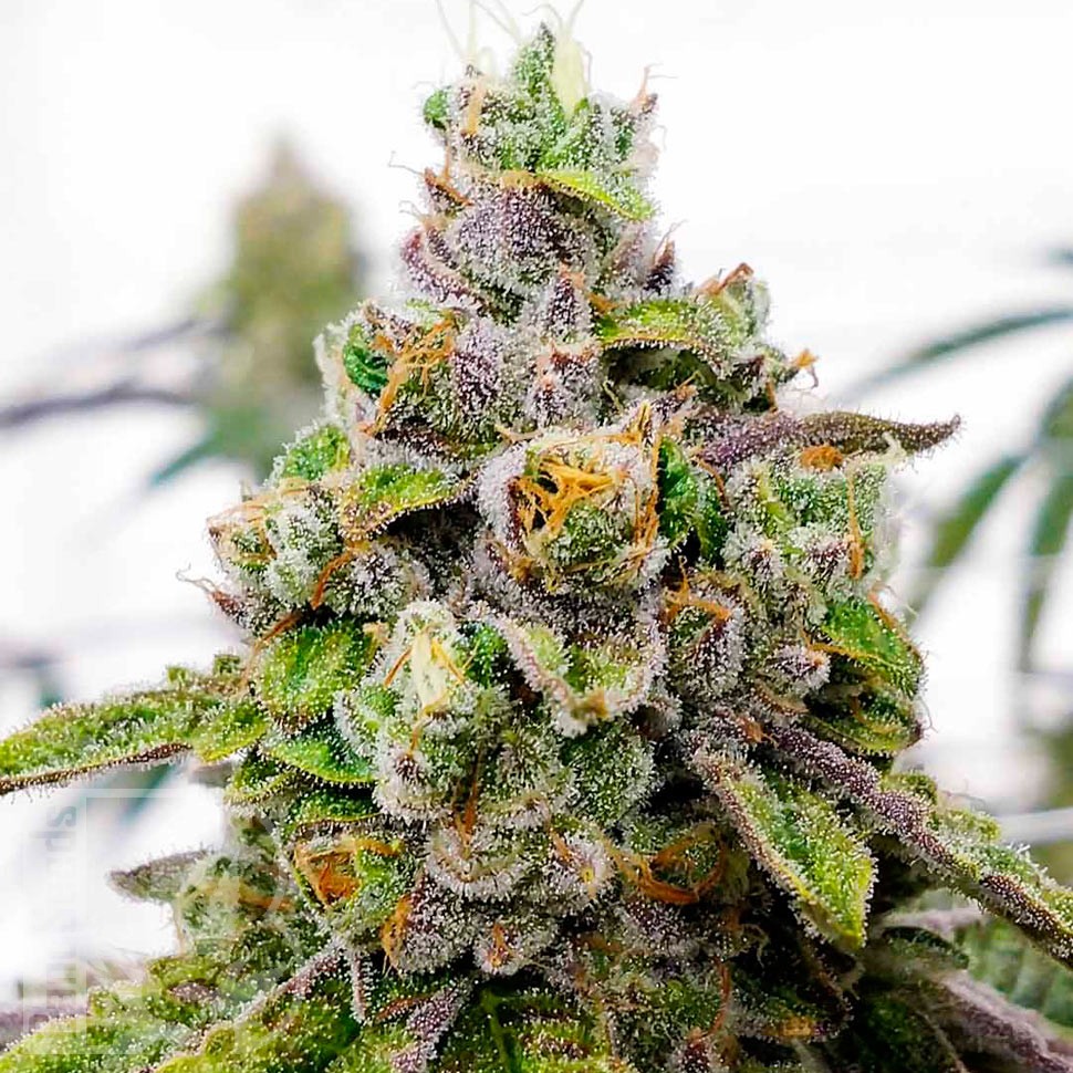 Семена ганжа  Auto Dos-Si-Dos feminised Ganja Seeds Семена ганжа  Auto Dos-Si-Dos feminised Ganja Seeds