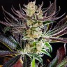 Семена ганжа  Auto Dos-Si-Dos feminised Ganja Seeds Семена ганжа  Auto Dos-Si-Dos feminised Ganja Seeds