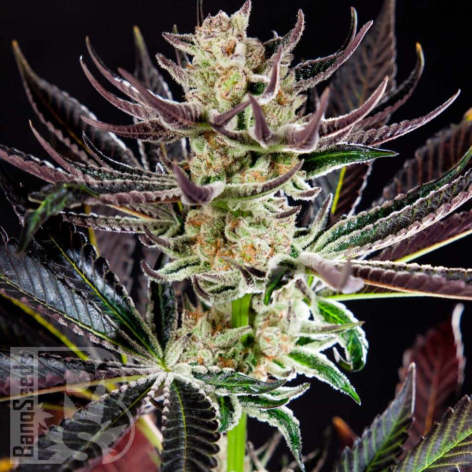 Семена ганжа  Auto Dos-Si-Dos feminised Ganja Seeds Семена ганжа  Auto Dos-Si-Dos feminised Ganja Seeds