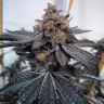Семена ганжа  Auto Dos-Si-Dos feminised Ganja Seeds Семена ганжа  Auto Dos-Si-Dos feminised Ganja Seeds
