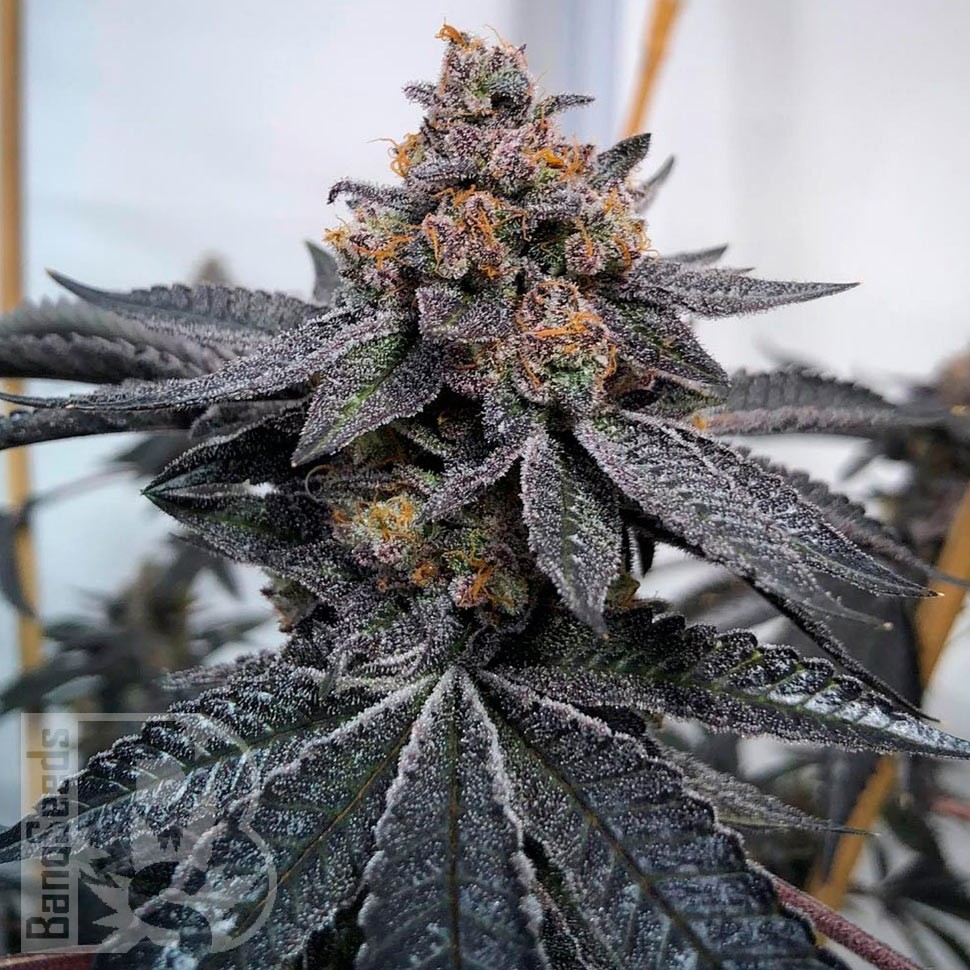 Семена ганжа  Auto Dos-Si-Dos feminised Ganja Seeds Семена ганжа  Auto Dos-Si-Dos feminised Ganja Seeds