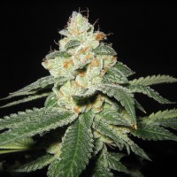Auto Great White Shark feminised Ganja Seeds