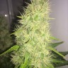 купить семена конопли марихуаны Belladonna reg купить семена конопли марихуаны Belladonna reg