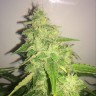купить семена конопли для выращивания Belladonna reg купить семена конопли для выращивания Belladonna reg