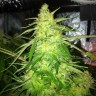 купить семена конопли Нур-Султан Belladonna reg купить семена конопли Нур-Султан Belladonna reg