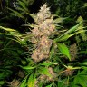 купить семена конопли в оригинальных упаковках Auto Red Poison feminised купить семена конопли в оригинальных упаковках Auto Red Poison feminised