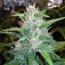 купить урожайные семена конопли Auto Red Poison feminised купить урожайные семена конопли Auto Red Poison feminised