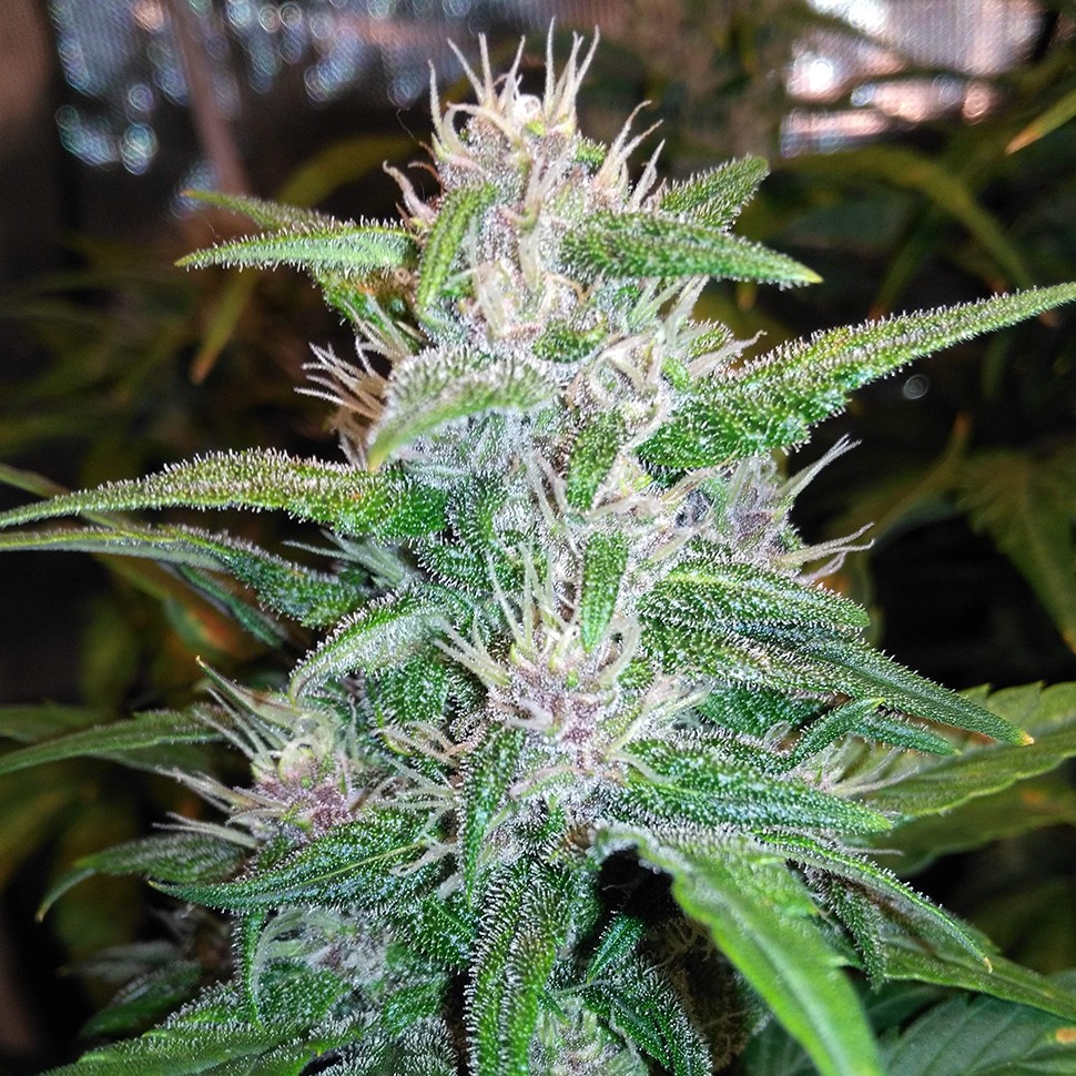 купить урожайные семена конопли Auto Red Poison feminised купить урожайные семена конопли Auto Red Poison feminised