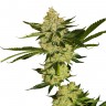 заказать семена конопли Hyperion feminised заказать семена конопли Hyperion feminised