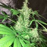 заказ семян конопли Hyperion feminised заказ семян конопли Hyperion feminised