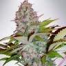 купить семена конопли Hyperion feminised купить семена конопли Hyperion feminised