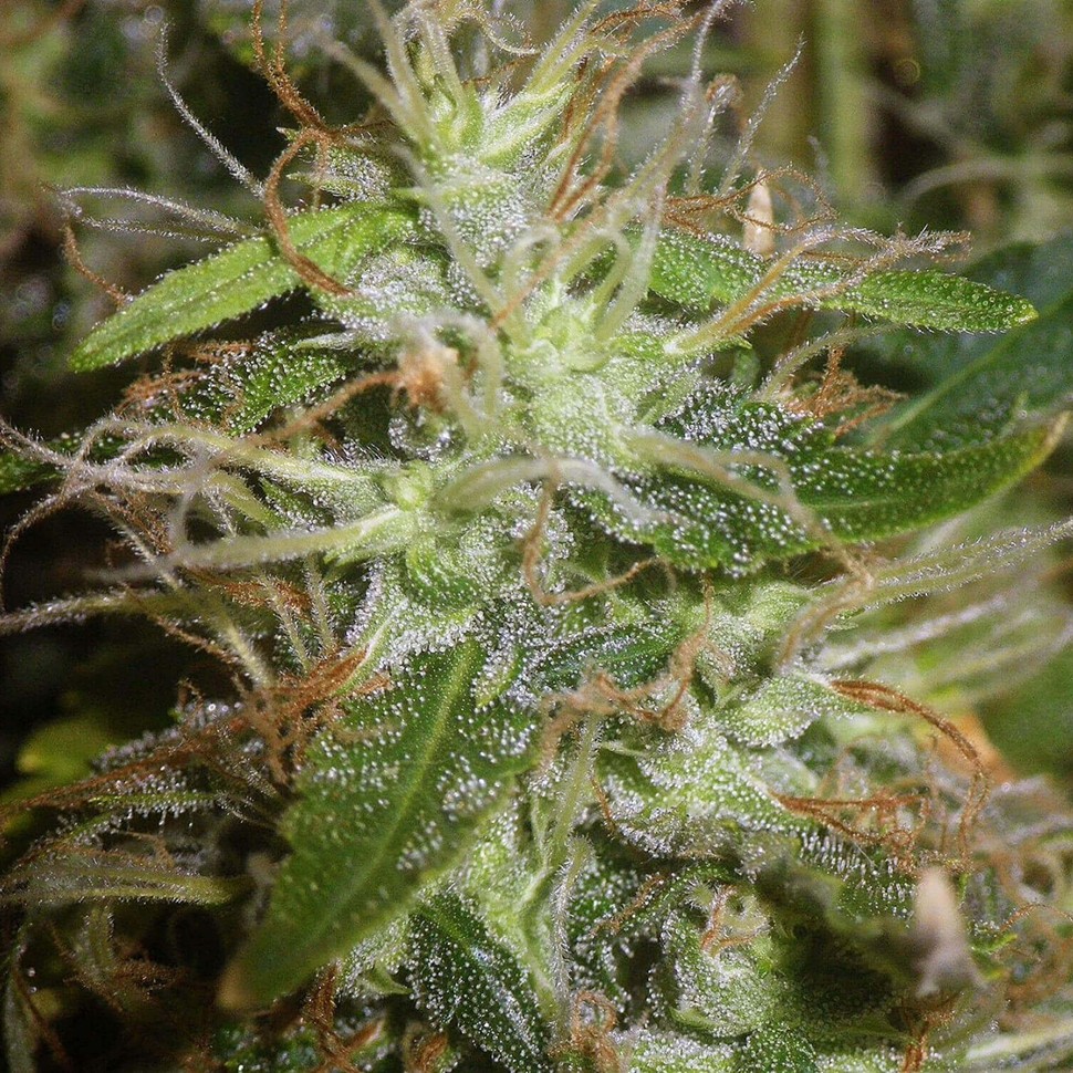 купить семена сортовой конопли White Russian feminised купить семена сортовой конопли White Russian feminised