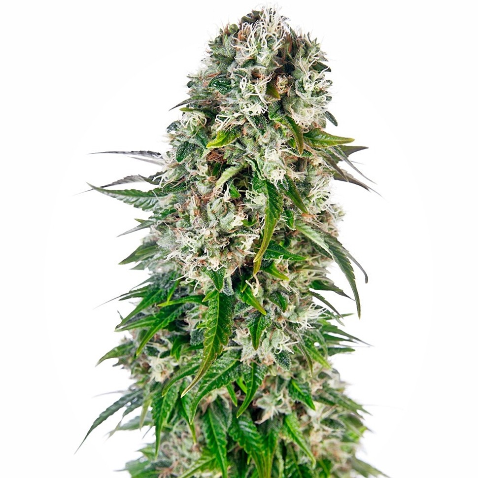 Семена ганжа  Baikonur feminised Bang Seeds