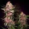 Семена ганжа  Baikonur feminised Bang Seeds Семена ганжа  Baikonur feminised Bang Seeds