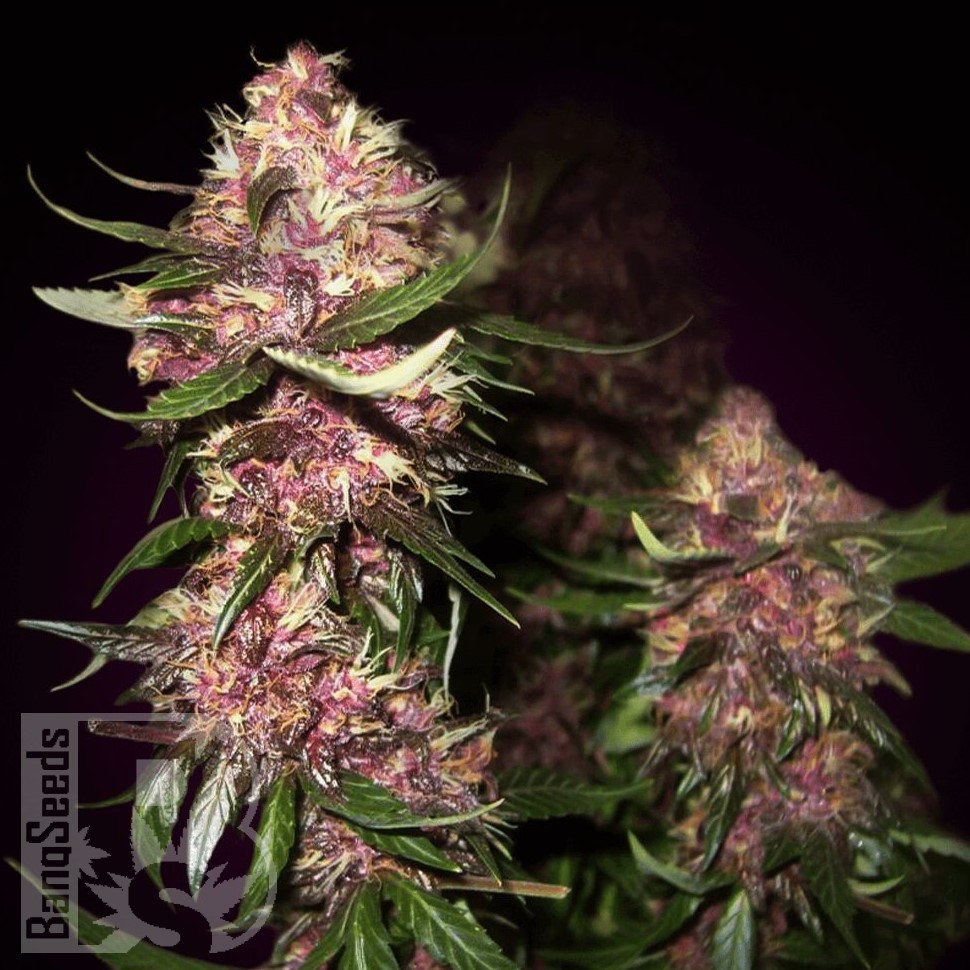 Семена ганжа  Baikonur feminised Bang Seeds Семена ганжа  Baikonur feminised Bang Seeds