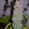 Семена ганжа  Baikonur feminised Bang Seeds Семена ганжа  Baikonur feminised Bang Seeds