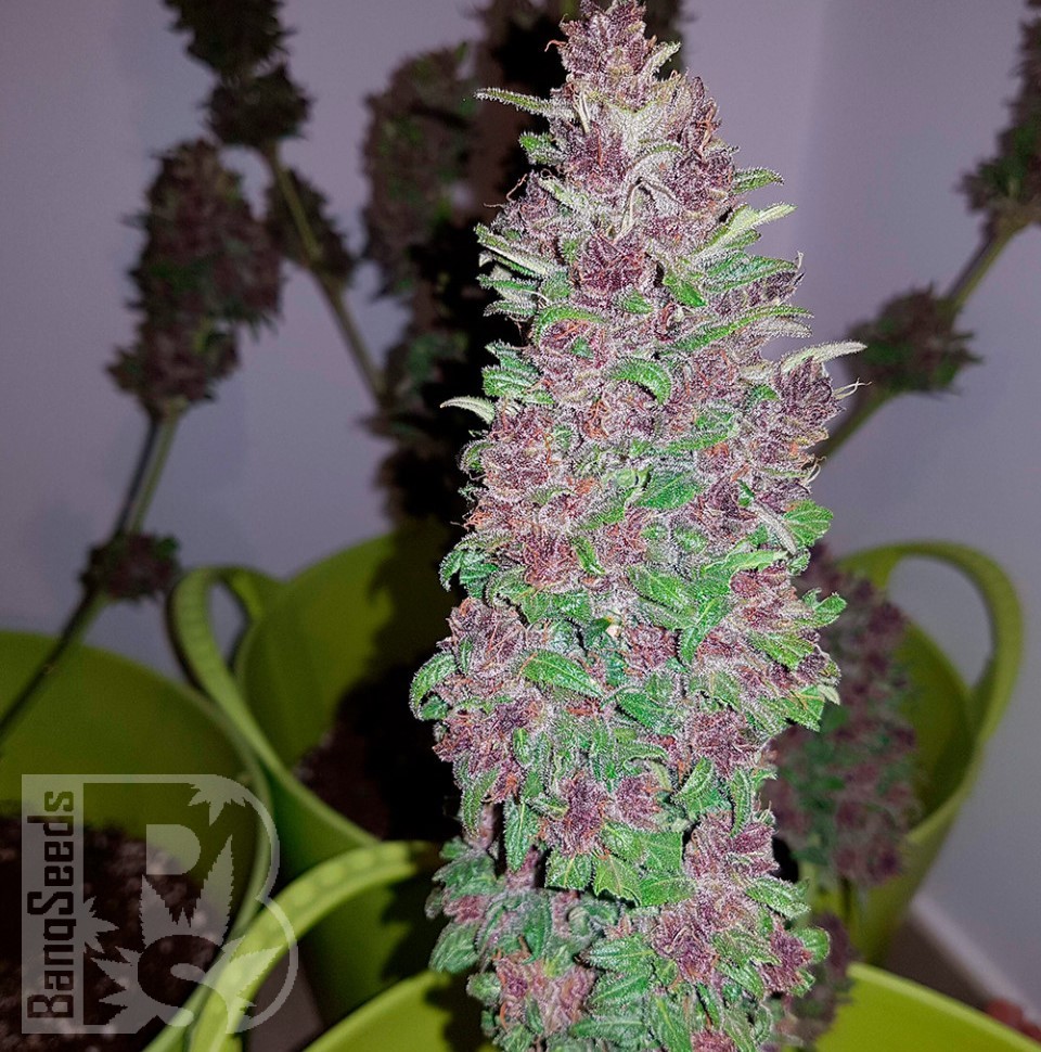 Семена ганжа  Baikonur feminised Bang Seeds Семена ганжа  Baikonur feminised Bang Seeds